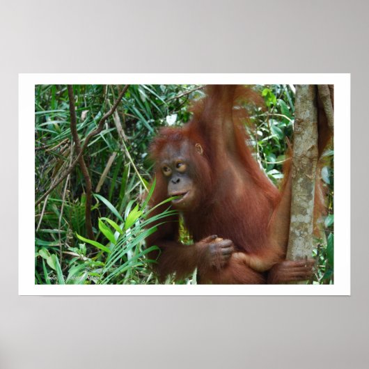 Wild Dating Advertisement Poster (Voorkant)