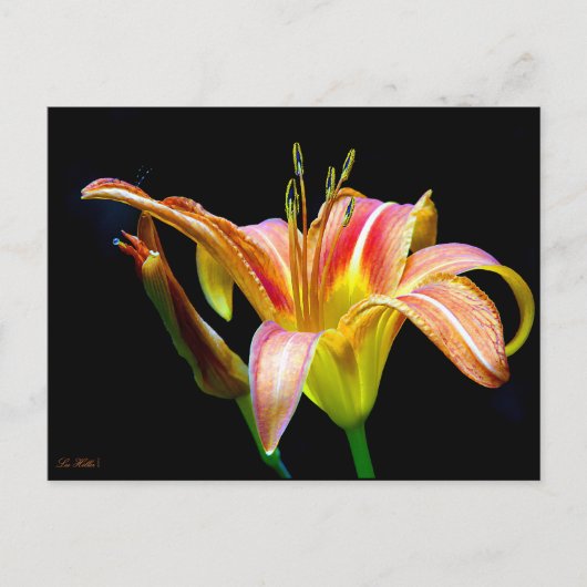 Wild Daylily On A Dark Morning Hike Briefkaart (Voorkant)