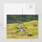 Wild Deer Stag en Hinds Scotland Foto Briefkaart (Voorkant / Achterkant)