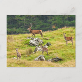 Wild Deer Stag en Hinds Scotland Foto Briefkaart