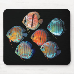 Wild Discus Muismat