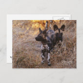 Wild Dogs Briefkaart (Voorkant / Achterkant)