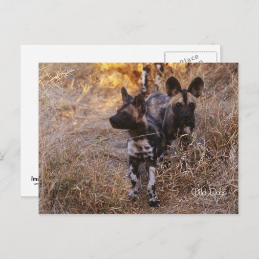 Wild Dogs Briefkaart (Voorkant / Achterkant)