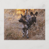 Wild Dogs Briefkaart (Voorkant)
