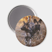 Wild Dogs Magnet (Voorkant / Achterkant)
