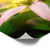 Wild Dogwood Flower Blossom Poster (Hoek)