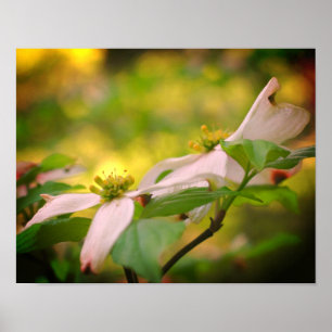 Wild Dogwood Flower Blossom Poster