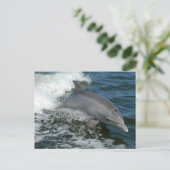 Wild Dolphin Briefkaart (Staand voorkant)