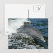 Wild Dolphin Briefkaart (Voorkant / Achterkant)