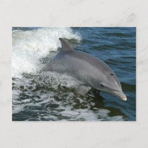 Wild Dolphin Briefkaart