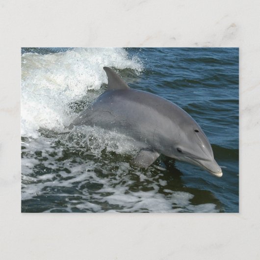 Wild Dolphin Briefkaart (Voorkant)