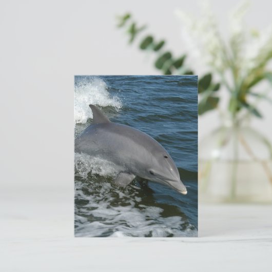 Wild Dolphin Postcard Briefkaart (Staand voorkant)