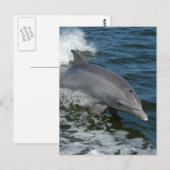 Wild Dolphin Postcard Briefkaart (Voorkant / Achterkant)