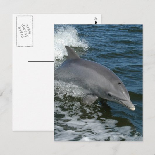 Wild Dolphin Postcard Briefkaart (Voorkant / Achterkant)