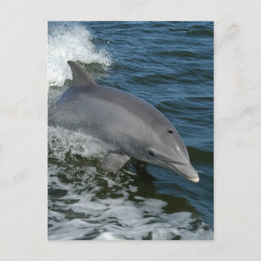 Wild Dolphin Postcard Briefkaart (Voorkant)