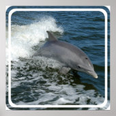 Wild Dolphin Poster afdrukken (Voorkant)