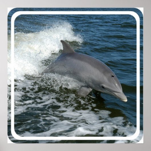 Wild Dolphin Poster afdrukken (Voorkant)