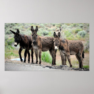 Wild Donkey Trio Poster Print
