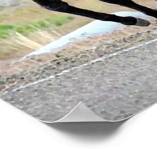 Wild Donkey Trio Poster Print (Hoek)