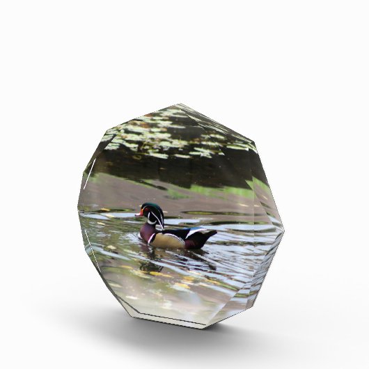 Wild Duck fotoblok (Rechts)