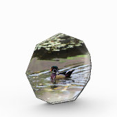 Wild Duck fotoblok (Links)