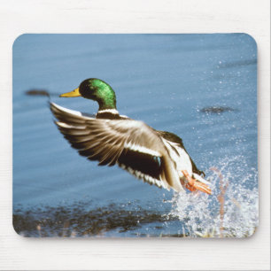 Wild Duck - Muismat