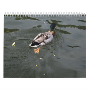 Wild Ducks Calendar 2022 Kalender