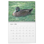 Wild Ducks Kalender (Mar 2026)