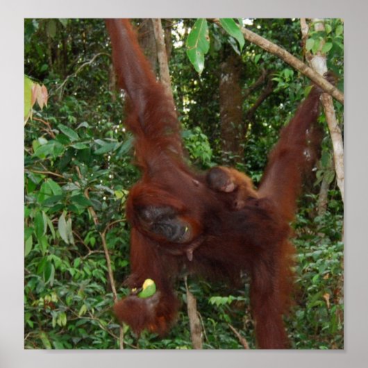 Wild Een diermoeder en baby Poster (Voorkant)