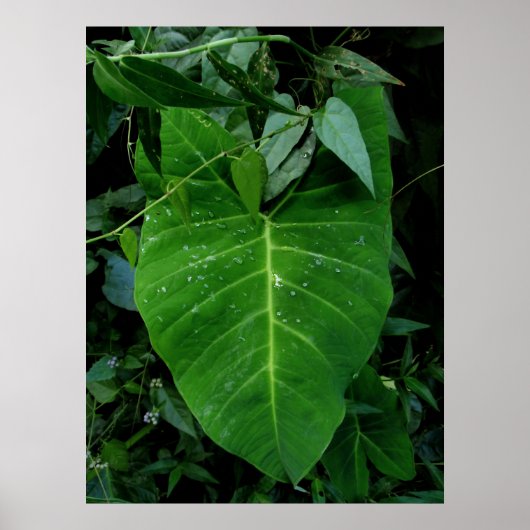 Wild Elephant Ear Poster (Voorkant)