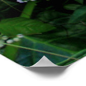 Wild Elephant Ear Poster (Hoek)