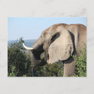 Wild Elephant Eating Vegetation, Zuid-Afrika Briefkaart
