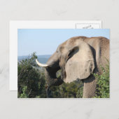 Wild Elephant Eating Vegetation, Zuid-Afrika Briefkaart (Voorkant / Achterkant)