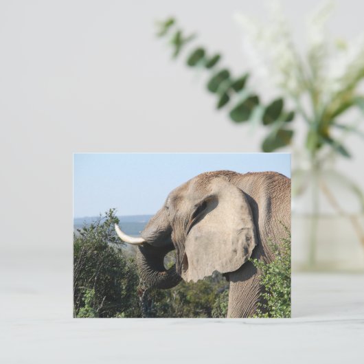 Wild Elephant Eating Vegetation, Zuid-Afrika Briefkaart (Staand voorkant)