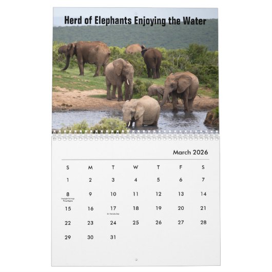Wild Elephants Calendar Kalender (Mar 2026)