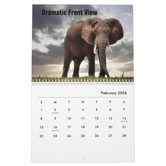 Wild Elephants Calendar Kalender (Feb 2026)