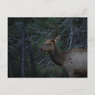 Wild Elk In Pine Forest - Deer Wildlife Photograph Briefkaart