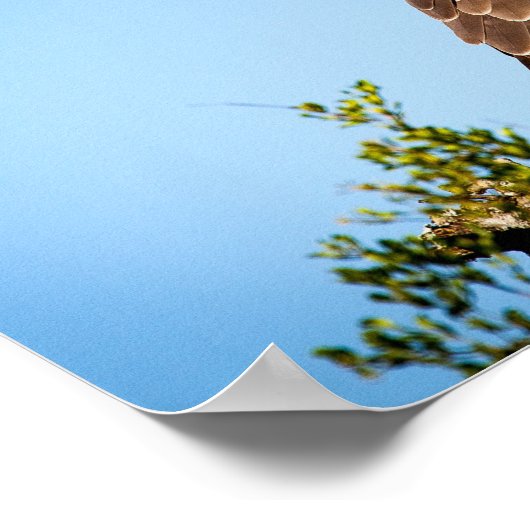 Wild Falcon Bird Poster (Hoek)