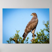 Wild Falcon Bird Poster (Voorkant)
