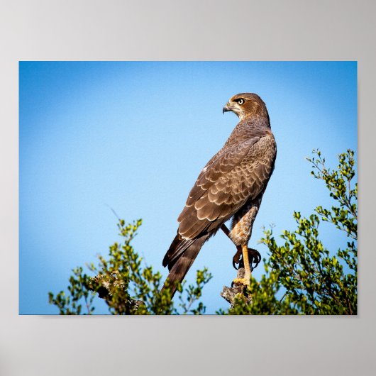 Wild Falcon Bird Poster (Voorkant)