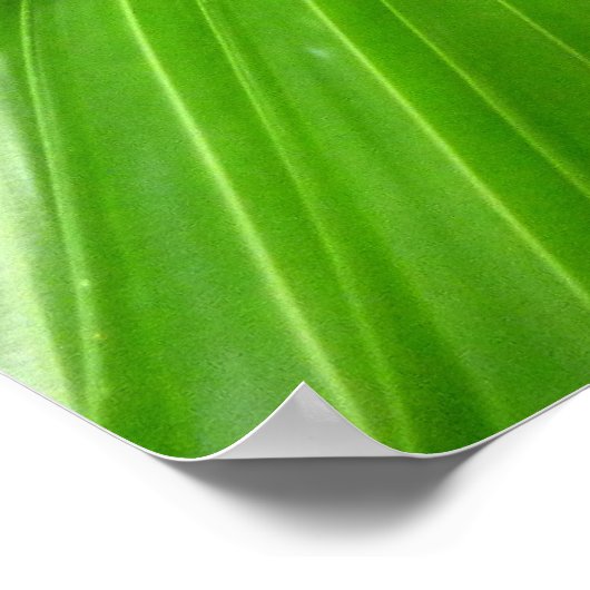 Wild Fan Palms Poster (Hoek)