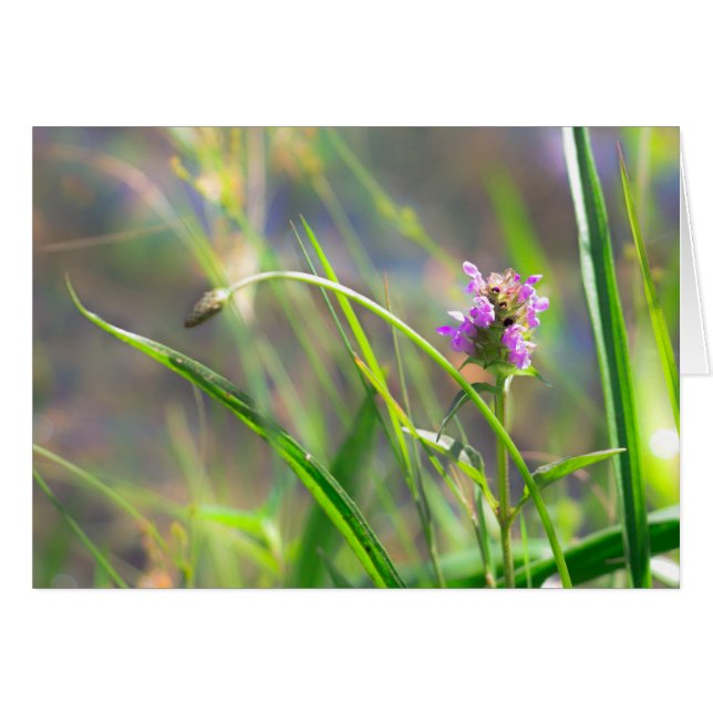 Wild Field Grass - Violet Blossom Wenskaart (Voorkant Horizontaal)