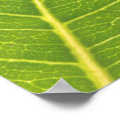 Wild Fig Green Leaf Texture Natuur Poster (Hoek)