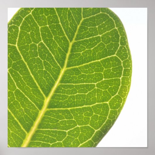 Wild Fig Green Leaf Texture Natuur Poster (Voorkant)