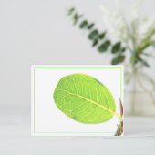 Wild Fig Rich Green Leaf Briefkaart (Staand voorkant)