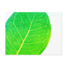 Wild Fig Rich Green Leaf Texture Briefkaart