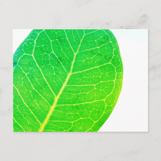 Wild Fig Rich Green Leaf Texture Briefkaart (Voorkant)