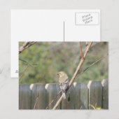 Wild Finch Post Kaart (Voorkant / Achterkant)