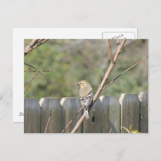 Wild Finch Post Kaart (Voorkant / Achterkant)