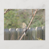 Wild Finch Post Kaart (Voorkant)